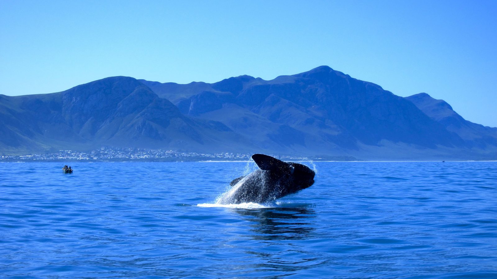 Hermanus Whale Festival